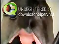 Whore deepthroating a dog's dick until orgasm