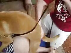 Lady got banged by a horny dog from behind
