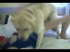 Furry dog banging a hot slut's tight pussy